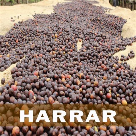 Despite the ethical status of the company, the coffee has unpredictable quality. Ethiopian Harrar Coffee | Fresh coffee beans, Beans ...