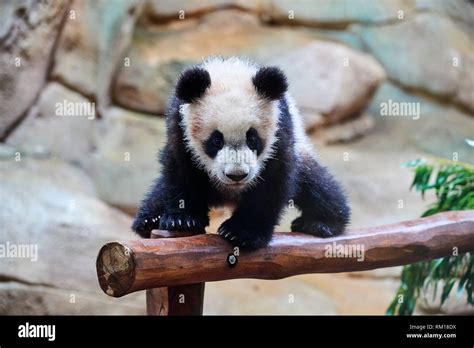 Giant Panda Cub Ailuropoda Melanoleuca Investigating Its Enclosure