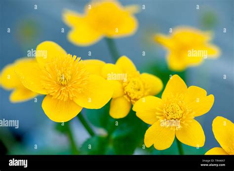 Yellow Water Flower Hi Res Stock Photography And Images Alamy