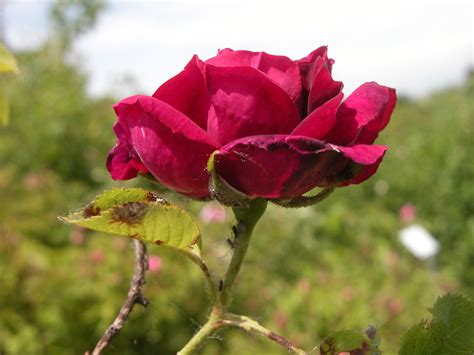 Rose Rose Du Roi A Fleurs Pourpres