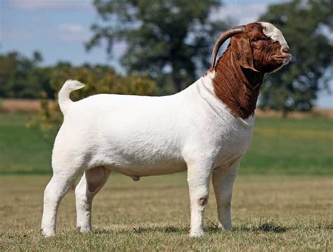 15 Best Goat Breeds For Meat Pethelpful
