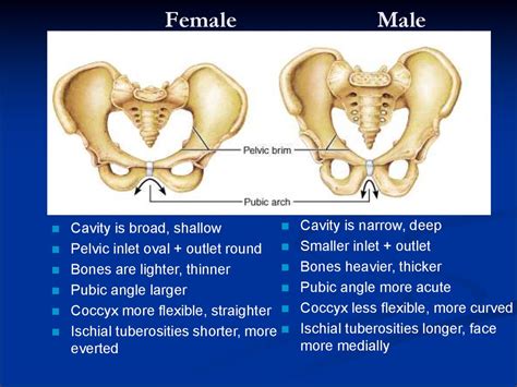 Pelvic аnatomy - презентация онлайн