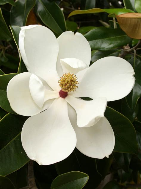 Magnolia Grandiflora Southern Magnolia World Of Flowering Plants
