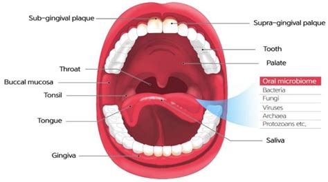 Labial Mucosa Anatomy