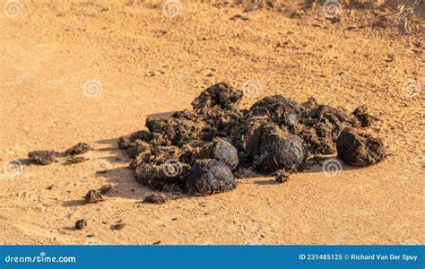 Wild Animal Dung Isolated Stock Image Image Of Scenario 231485125