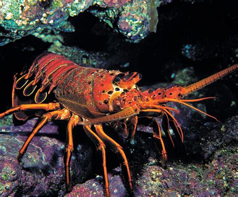 Spiny Slipper Regal And Rock The Secret Lives Of Lobsters Dive