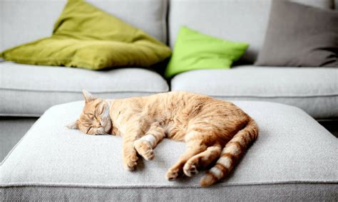3 Intriguing Reasons Why Cats Sleep So Much Madeterra
