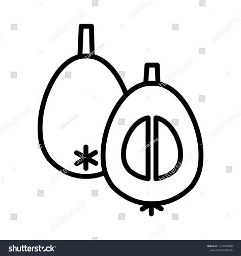 Outline Icon Half Cut Loquat Seeds Stock Vector Royalty Free