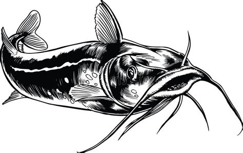 Catfish Swimming Vector Illustration Stock Vector Illustration Of