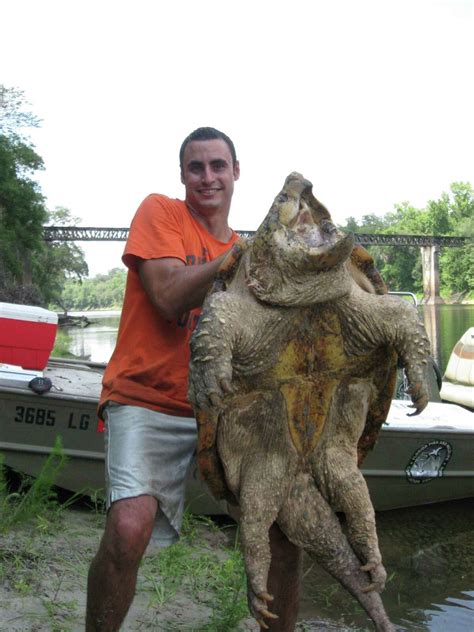 8 Facts About The Alligator Snapping Turtle