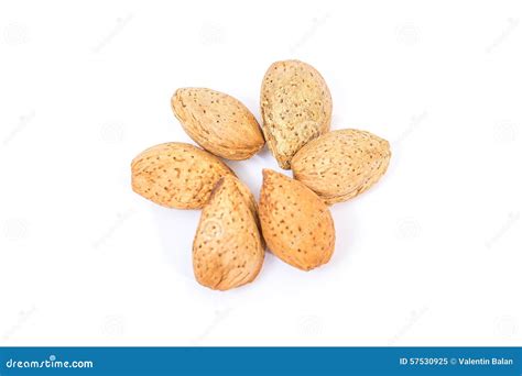 Almonds Nuts Stock Image Image Of White Healthy Isolated 57530925