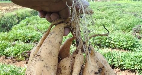 Penggalak akar/hormon pengakaran penggalak akar exotic (exotic thailand root stimulation) 100ml. 6 manfaat ubi jalar untuk kesehatan