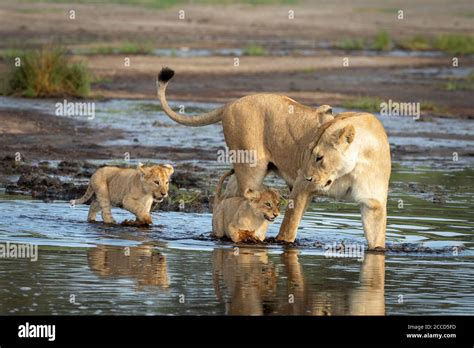 Female Lioness And Her Two Baby Lions Walking Through Water In Ndutu