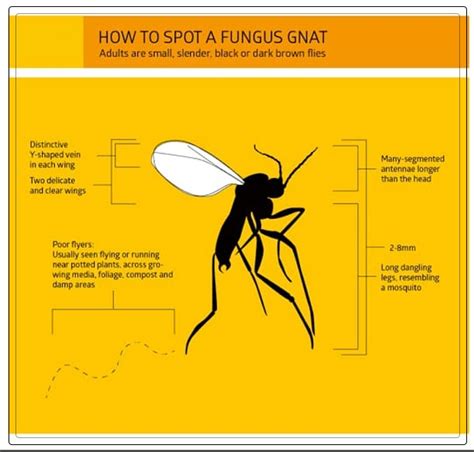 Fungus Gnats Identification And How To Get Rid Of Them Aaaksc
