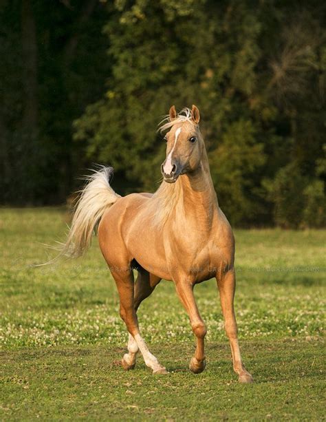 Arabian Stallion Cv Marinello Gold Rush From Copper View Farm Photo By