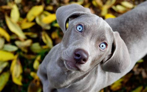 What color is a weimaraner. 27 Weimaraner HD Wallpapers | Background Images ...