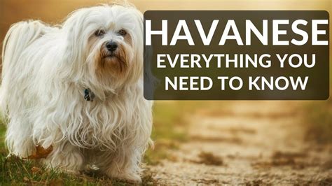 Havanese 101 Everything You Need To Know About Owning A Havanese Puppy