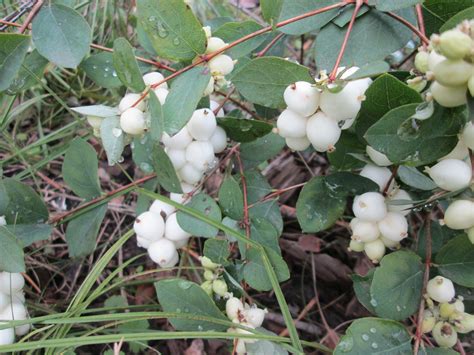 Common Snowberry Symphoricarpos Rivularis