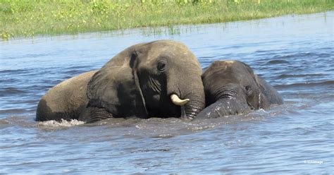 Botswanas Elephants Poaching Crisis Is All Too Real Leaving No Room For Head In The Sand