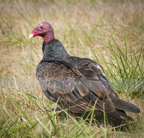 Nw Bird Blog Turkey Vulture