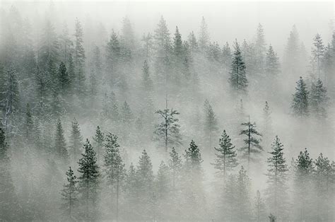 Landscape With Misty Forest In Yosemity Photograph By Rezus Fine Art