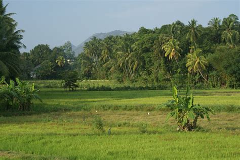 Sri Lankan Rice Cultivation In Paddy Fields