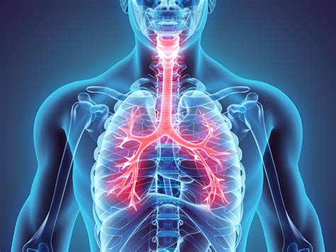 What Is The Respiratory System Facty Health