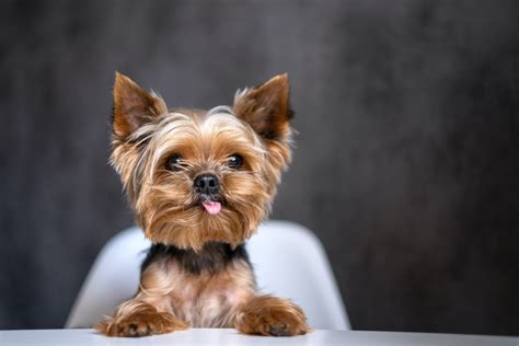 Diet And Nutrition Guide Yorkies Petplate