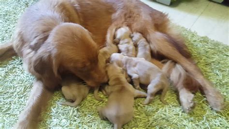 Mother Dog Feed Her Puppies And Lick Them To Make A Pee