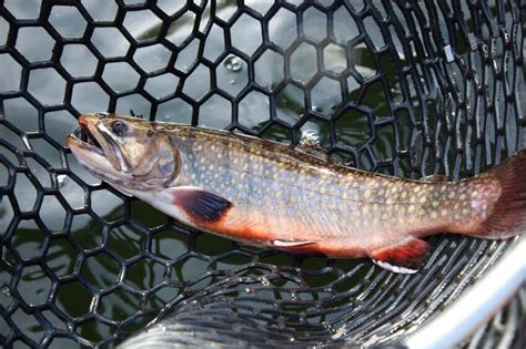 The Best Brook Trout Flies Fly Patterns For