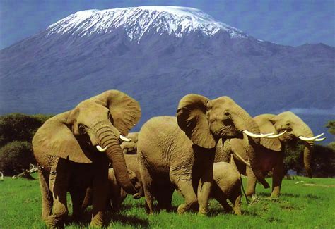 2 Days Amboseli National Park Kenya Safari Tours