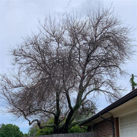 Frost Damage To Trees Tree Care Texas Tree Surgeons