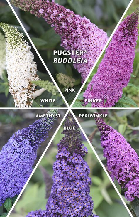 Colorful And Hardy Dwarf Butterfly Bushes For Your Garden