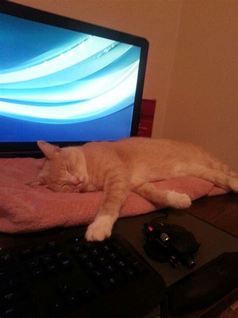 Spoiled Cat Sleeping On His Blanky On My Desk Office Cat Spoiled Cats