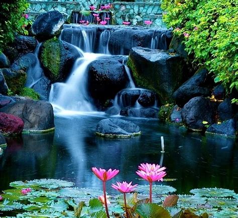 Paradise Waterfall Nature Lotus Pink Hd Wallpaper Peakpx