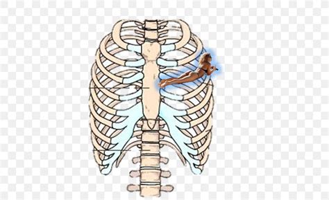 In your human body the rib cage is also known as the thoracic cage and is a core section of the human skeleton, provide. Rib Cage Human Skeleton Sternum Anatomy, PNG, 640x501px ...