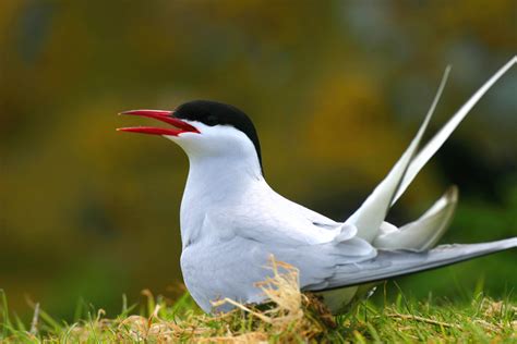 Arctic Tern Waltham Birds · Inaturalist Nz