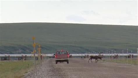 Venado Sobrevive Tras Ser Atropellado Por Patrullero Video Redes