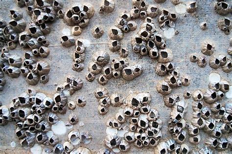 Phobia Of Small Holes What Is Trypophobia And What Causes Fear Of