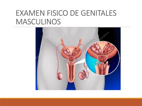 Genitales Masculinos Felisa Ivania Gomez Garcia Udocz