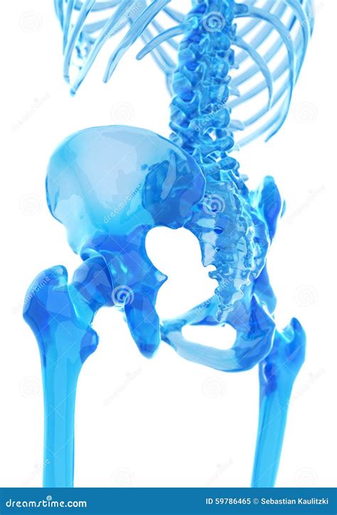 The Human Skeleton The Hip Stock Illustration Illustration Of