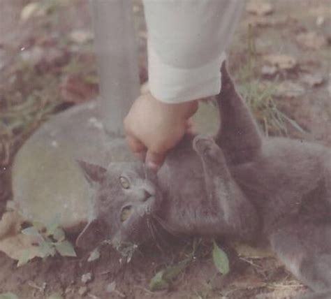 S Amateur Snapshot Photo Grey Pet Cat Getting Affection Ebay