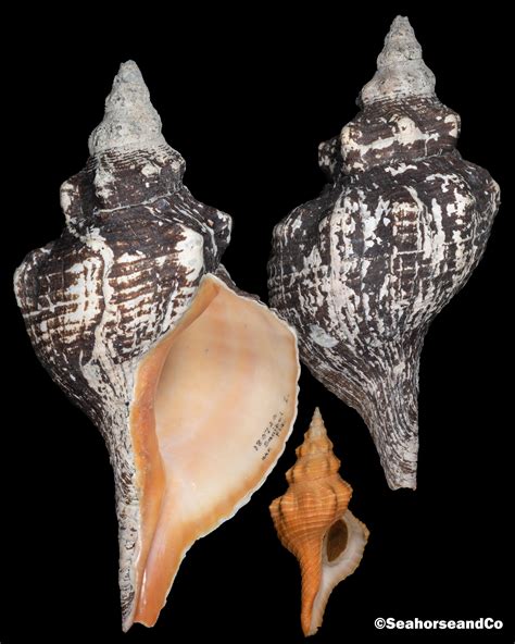 Florida Horse Conch Triplofusus Giganteus Kiener 1840