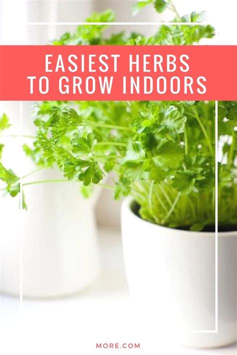 The 9 Easiest Herbs To Grow Indoors More Easy Herbs To Grow