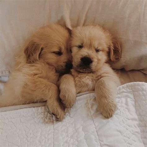 Cute Dog Pictures Of Golden Retrievers