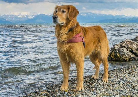 These dogs are extremely loyal and protective of their family members. 🐶 Chien Golden Retriever : Prix, Caractère, Santé ...