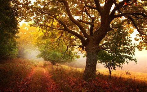 Nature Landscapes Trees Roads Autumn Fall Seasons Fog Mist