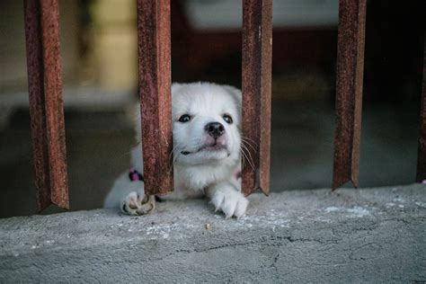 10000 Best Sad Dog Photos · 100 Free Download · Pexels Stock Photos