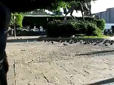 La Venganza De Las Palomas V Deo Dailymotion