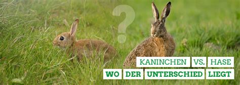 Was Ist Der Unterschied Zwischen Hase Und Kaninchen Kaninchen